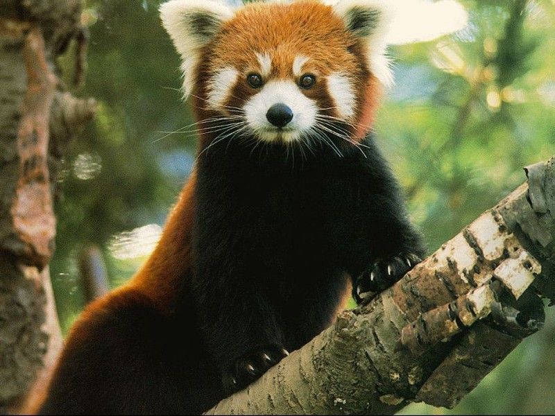 Panda Roux